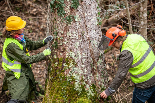 Trusted Leawood, KS Tree Services Experts